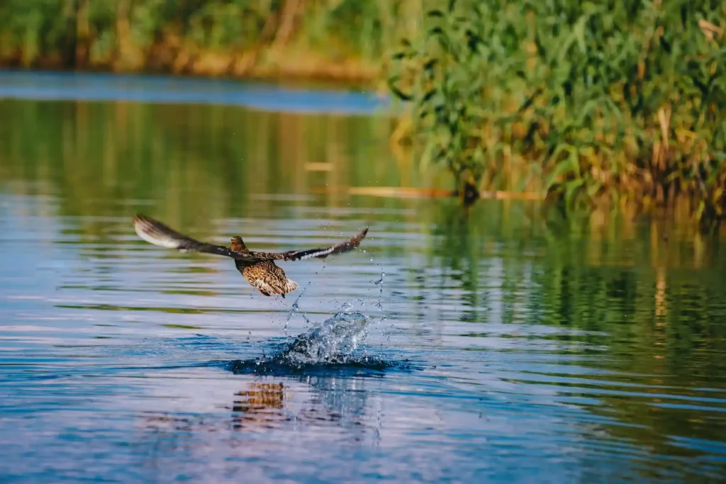 Pike Inn - Cazare Delta Dunarii cu piscina, Cazare dunavatul de jos